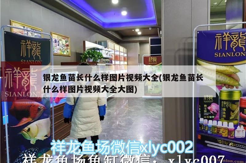 觀賞魚 銀龍魚苗長什么樣圖片視頻大全(銀龍魚苗長什么樣圖片視頻大全大圖) 銀龍魚百科 銀龍魚苗長什么樣圖片視頻大全(銀龍魚苗長什么樣圖片視頻大全大圖) 銀龍魚苗長什么樣圖片視頻大全(銀龍魚苗長什么樣圖片視頻大全大圖) 銀龍魚百科