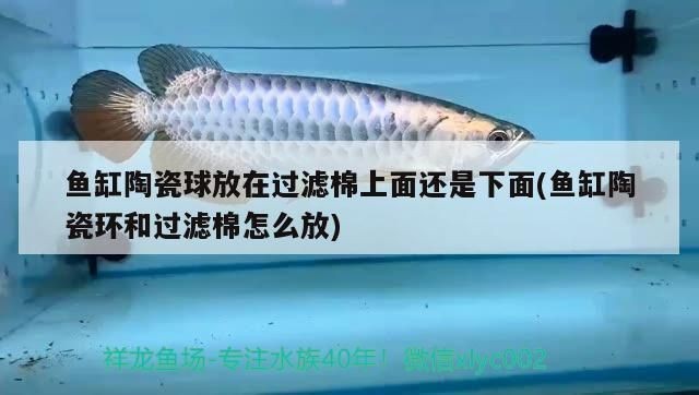黑金魟魚濾材選擇指南：黑金魟魚濾材成本預算分析黑金魟魚濾材成本預算分析 黑金魟魚濾材選擇指南：黑金魟魚濾材成本預算分析黑金魟魚濾材成本預算分析 魟魚百科 第1張