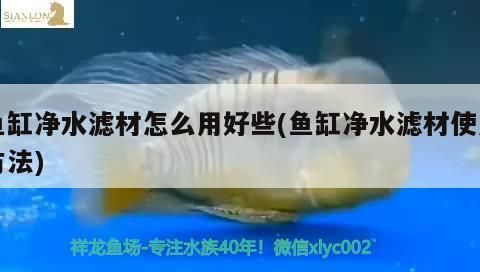 黑金魟魚濾材選擇指南：黑金魟魚濾材成本預算分析黑金魟魚濾材成本預算分析 黑金魟魚濾材選擇指南：黑金魟魚濾材成本預算分析黑金魟魚濾材成本預算分析 魟魚百科 第4張