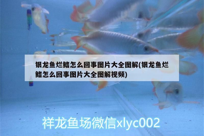 銀龍魚爛鰭怎么回事圖片大全圖解(銀龍魚爛鰭怎么回事圖片大全圖解視頻)