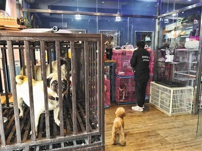 巴南哪里有魚缸賣的：巴南區(qū)內(nèi)魚缸銷售和定制