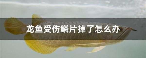 受傷后的龍魚能不能溫水養vs祥龍魚場：祥龍魚受傷后如何處理傷口溫水養殖對龍魚的影響