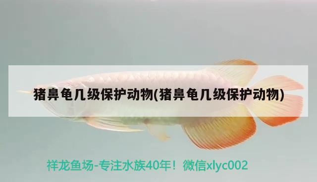 豬鼻龜幾級保護(hù)動物(豬鼻龜幾級保護(hù)動物)