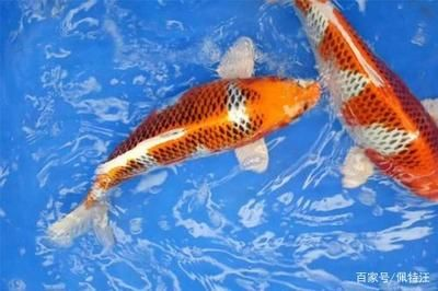 冬天錦鯉魚缸換水的正確方法視頻：冬天錦鯉魚缸換水的正確方法 冬天錦鯉魚缸換水的正確方法視頻：冬天錦鯉魚缸換水的正確方法 魚缸百科 第1張