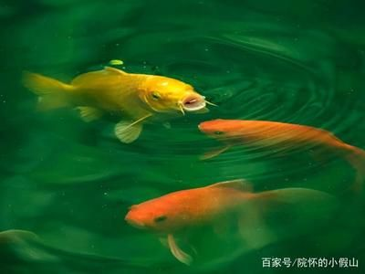 冬天錦鯉魚缸換水的正確方法視頻：冬天錦鯉魚缸換水的正確方法 冬天錦鯉魚缸換水的正確方法視頻：冬天錦鯉魚缸換水的正確方法 魚缸百科 第3張