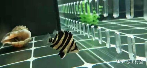 虎魚不吃食：虎魚不吃食怎么辦