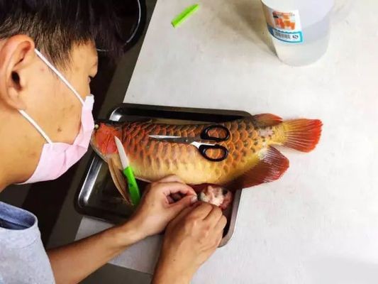 龍魚喂了活泥鰍后吃食就出問題了vs祥龍魚場：如何正確投喂龍魚活餌，龍魚飼料與活餌的營養對比