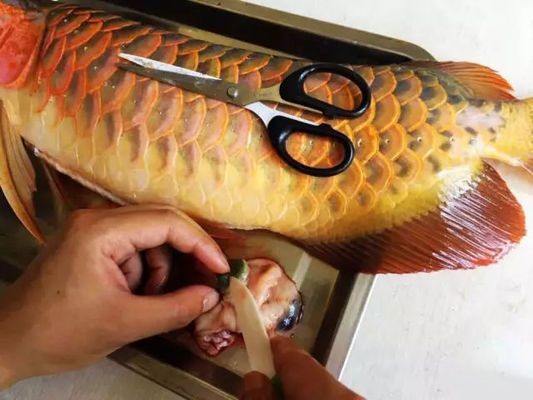 龍魚喂了活泥鰍后吃食就出問題了vs祥龍魚場：如何正確投喂龍魚活餌，龍魚飼料與活餌的營養對比