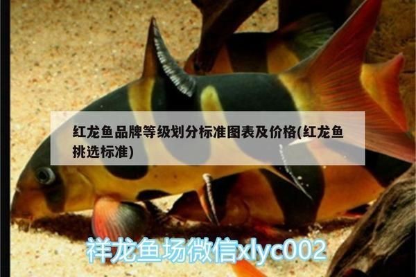 紅龍魚品牌等級劃分標準圖表：如何鑒別紅龍魚品質優劣,紅龍魚等級劃分最新標準