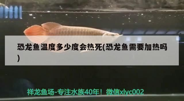 龍魚魚缸溫度25度會死嗎vs祥龍魚場：如何調節魚缸水溫龍魚適宜水溫范圍