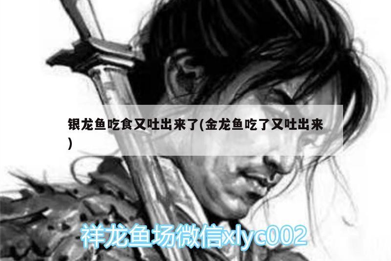 銀龍魚吃食又吐出來了(金龍魚吃了又吐出來) 銀龍魚吃食又吐出來了(金龍魚吃了又吐出來) 銀龍魚百科
