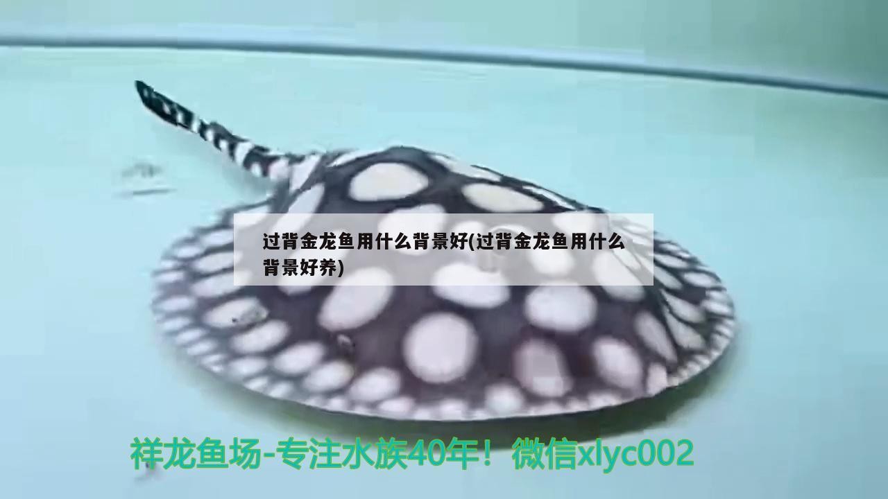 過背金龍魚用什么背景好(過背金龍魚用什么背景好養)