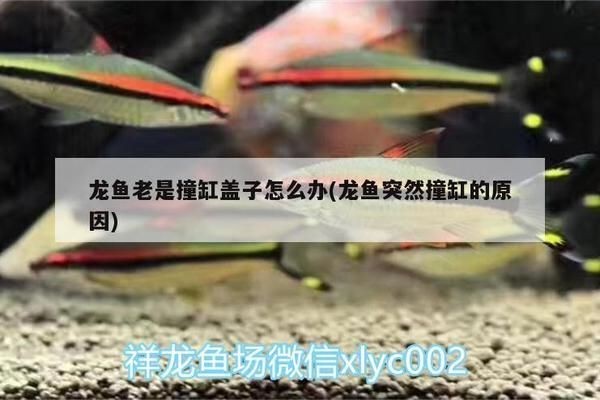 龍魚撞缸怎樣處理干凈vs祥龍魚場：龍魚撞缸怎樣處理干凈vs祥龍魚場祥龍魚場處理辦法
