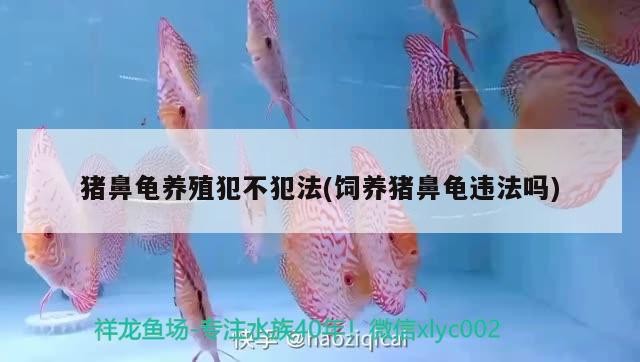 豬鼻龜養(yǎng)殖犯不犯法(飼養(yǎng)豬鼻龜違法嗎)