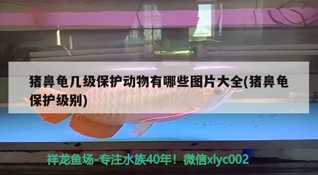 豬鼻龜幾級保護動物有哪些圖片大全(豬鼻龜保護級別)