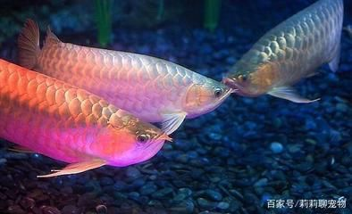 金龍魚紅龍魚哪個漂亮：金龍魚和紅龍魚各有其獨特的魅力