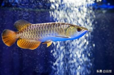和田龍魚vs祥龍魚場(chǎng)（和田龍魚與祥龍魚場(chǎng)有什么區(qū)別？）