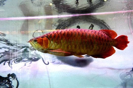 銀龍魚金龍魚紅龍魚可以混養嗎：銀龍、金龍魚和紅龍魚可以混養但需注意魚缸大小和水質條件