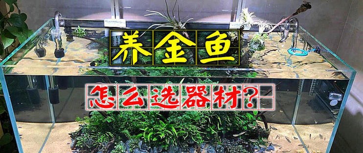 鏡湖區小敏水族館（鏡湖區小敏水族館地址）