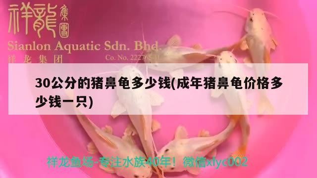 30公分的豬鼻龜多少錢(成年豬鼻龜價格多少錢一只)