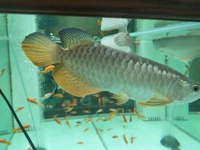 金龍魚長多長才長寬，家庭養(yǎng)金龍魚技巧分享,金龍魚生長影響因素