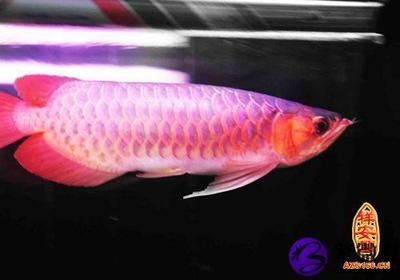 金龍魚(yú)和銀龍魚(yú)多少錢(qián)一條