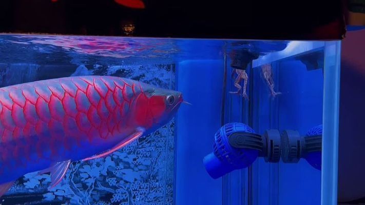 龍魚撞缸的原因預兆vs祥龍魚場：龍魚撞缸現象及其可能的原因與預兆
