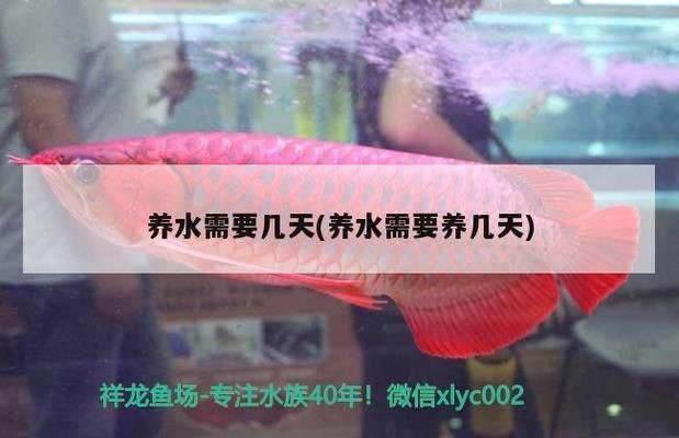 龍魚需要養(yǎng)水幾天vs祥龍魚場：祥龍魚場的水質(zhì)管理 龍魚需要養(yǎng)水幾天vs祥龍魚場：祥龍魚場的水質(zhì)管理 vs祥龍魚場 第1張