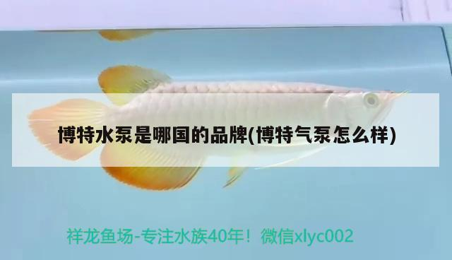 博特水泵是哪國的品牌(博特氣泵怎么樣)