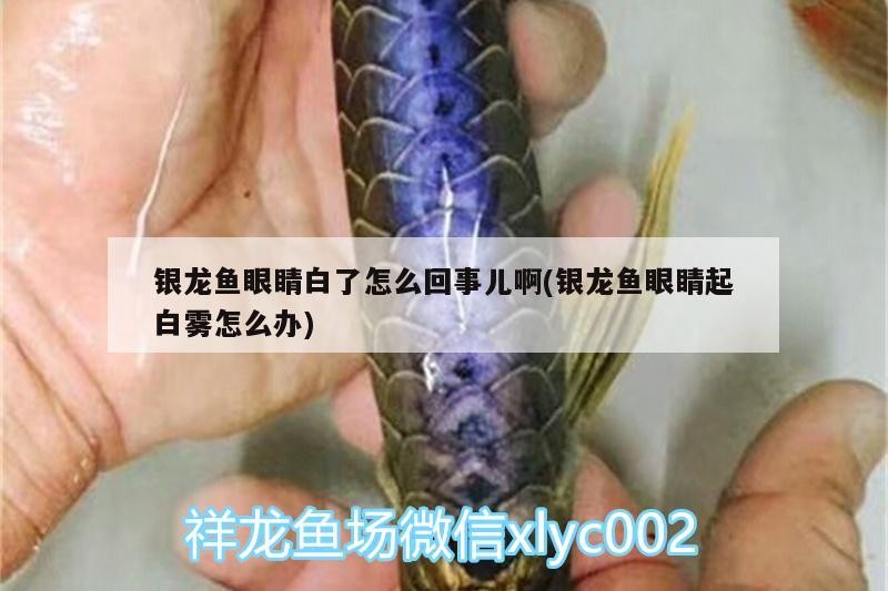 銀龍魚眼睛白了怎么回事兒啊(銀龍魚眼睛起白霧怎么辦)