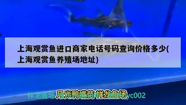 立體式魚缸多少錢一套（幼螺該如何養(yǎng)殖呢）