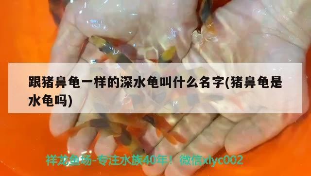 跟豬鼻龜一樣的深水龜叫什么名字(豬鼻龜是水龜嗎)