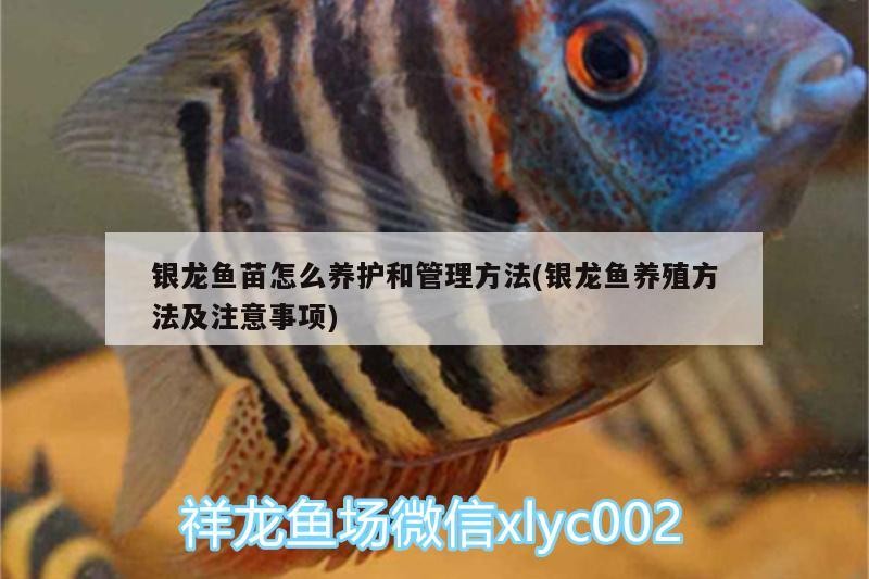 銀龍魚苗怎么養護和管理方法(銀龍魚養殖方法及注意事項)