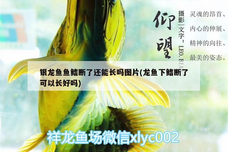 銀龍魚魚鰭斷了還能長嗎圖片(龍魚下鰭斷了可以長好嗎) 銀龍魚魚鰭斷了還能長嗎圖片(龍魚下鰭斷了可以長好嗎) 銀龍魚百科