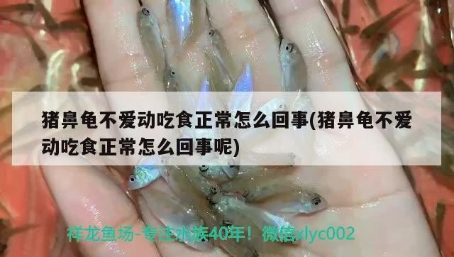 豬鼻龜不愛(ài)動(dòng)吃食正常怎么回事(豬鼻龜不愛(ài)動(dòng)吃食正常怎么回事呢)