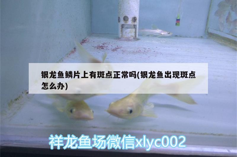 銀龍魚鱗片上有斑點正常嗎(銀龍魚出現斑點怎么辦)