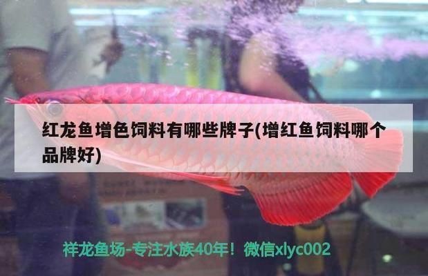 紅龍魚喂蝦紅素：喂養紅龍魚蝦紅素的方法和注意事項，紅龍魚喂養蝦紅素的方法