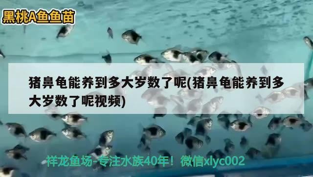 豬鼻龜能養到多大歲數了呢(豬鼻龜能養到多大歲數了呢視頻)
