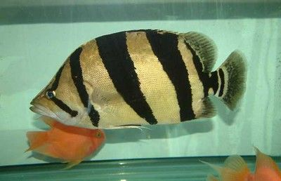 十厘米的虎魚吃什么食物：十厘米的虎魚吃什么食物適宜食用活的小魚和泥鰍