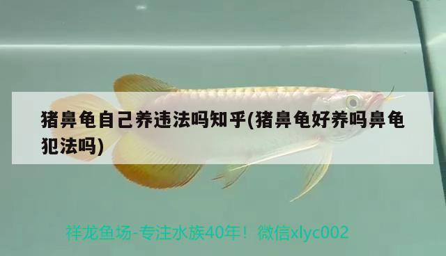 豬鼻龜自己養違法嗎知乎(豬鼻龜好養嗎鼻龜犯法嗎)