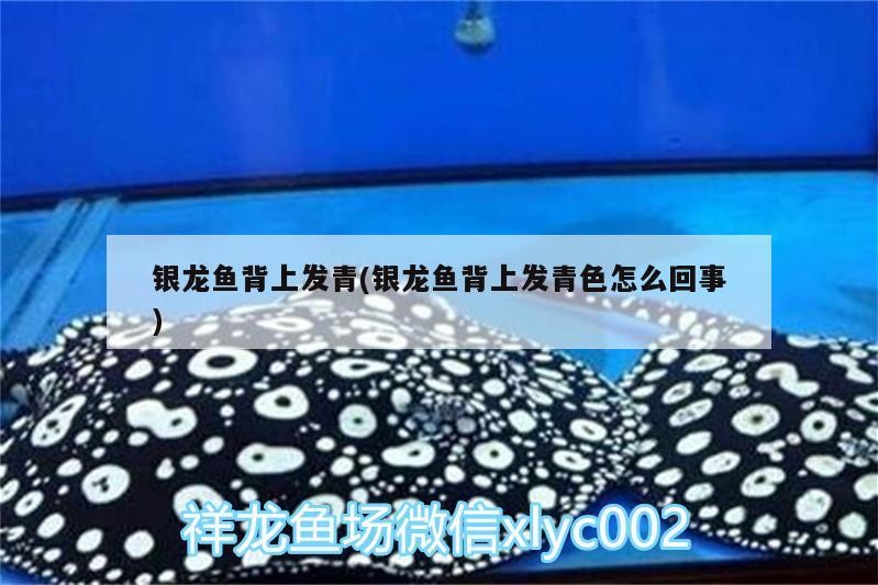 銀龍魚背上發(fā)青(銀龍魚背上發(fā)青色怎么回事)