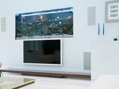 白魚缸用什么顏色的背景墻好：如何選擇魚缸背景墻顏色