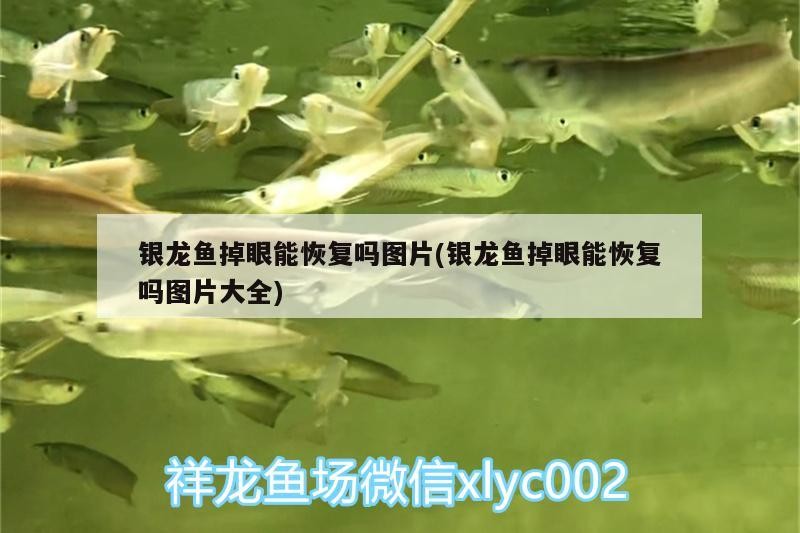 銀龍魚(yú)掉眼能恢復(fù)嗎圖片(銀龍魚(yú)掉眼能恢復(fù)嗎圖片大全)
