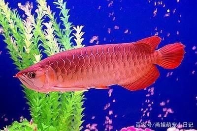 觀賞魚養魚（新手養觀賞魚的建議和注意事項，）