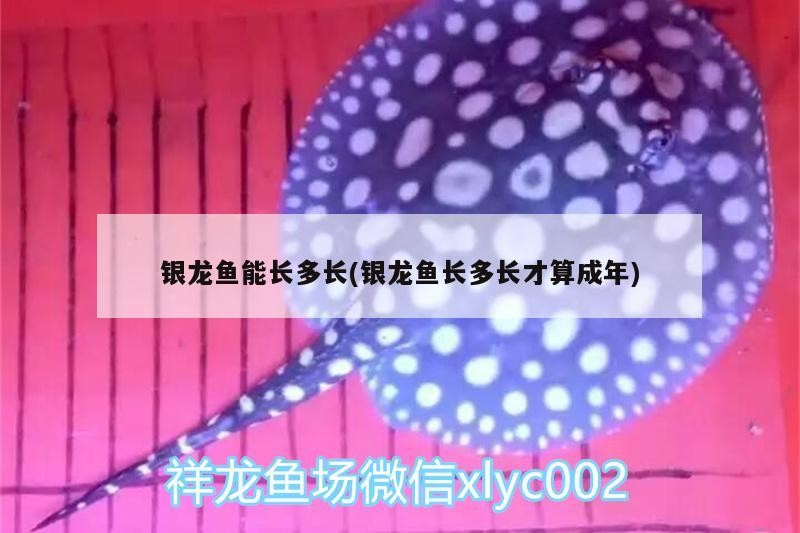銀龍魚能長多長(銀龍魚長多長才算成年)