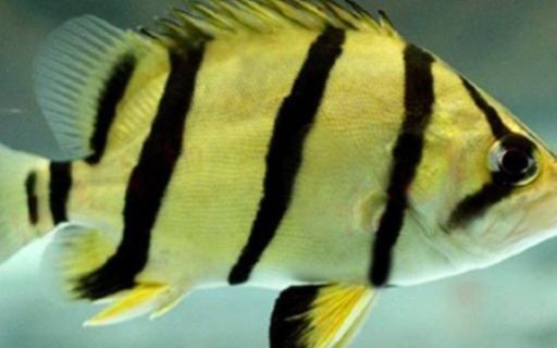 虎魚變黑的原因是什么：虎魚變黑的原因
