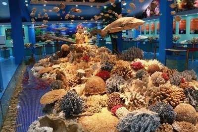 牡丹江水族館vs祥龍魚(yú)場(chǎng)（牡丹江水族館與祥龍魚(yú)場(chǎng)各有其特色和優(yōu)勢(shì)）