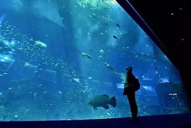 牡丹江水族館vs祥龍魚(yú)場(chǎng)（牡丹江水族館與祥龍魚(yú)場(chǎng)各有其特色和優(yōu)勢(shì)）