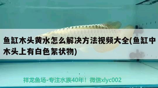 魚缸木頭黃水怎么解決方法視頻大全(魚缸中木頭上有白色絮狀物) 魚缸木頭黃水怎么解決方法視頻大全(魚缸中木頭上有白色絮狀物) 金龍魚百科
