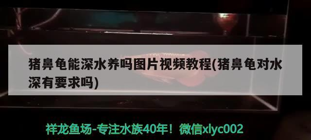 豬鼻龜能深水養嗎圖片視頻教程(豬鼻龜對水深有要求嗎)